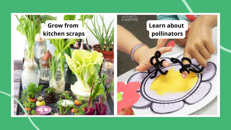 plant life cycle activities 2