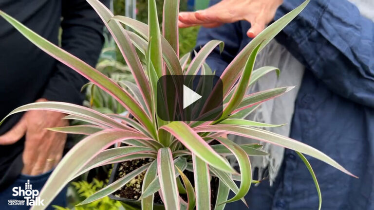A Smooth Yucca From Plant Development Services Feature