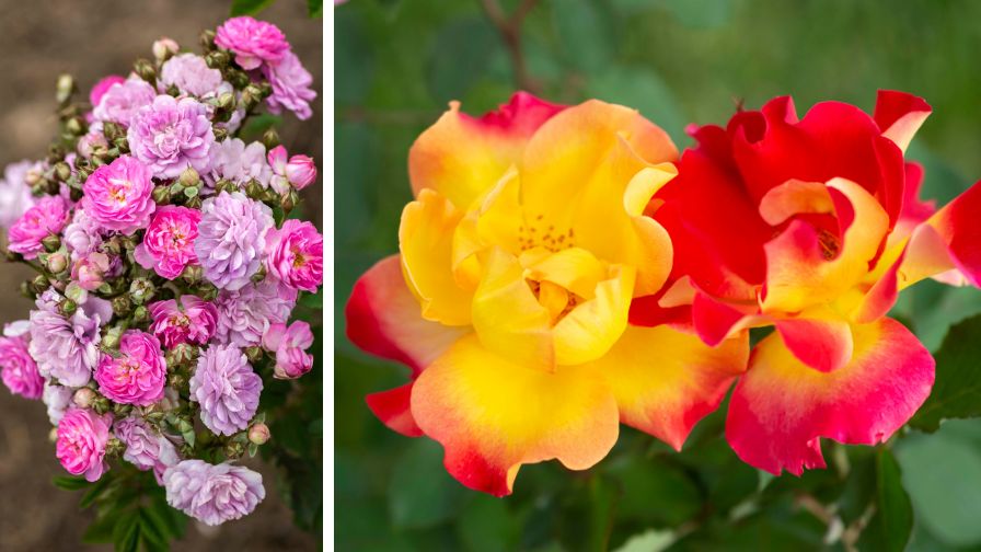 American Rose Trials Selects Winners From Star Roses and Plants ...