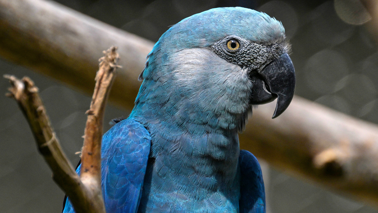Climate change threatens Brazil's beloved Spix's macaw from animated ...