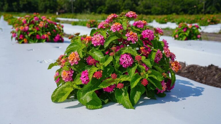 A lantana plant from UF IFAS