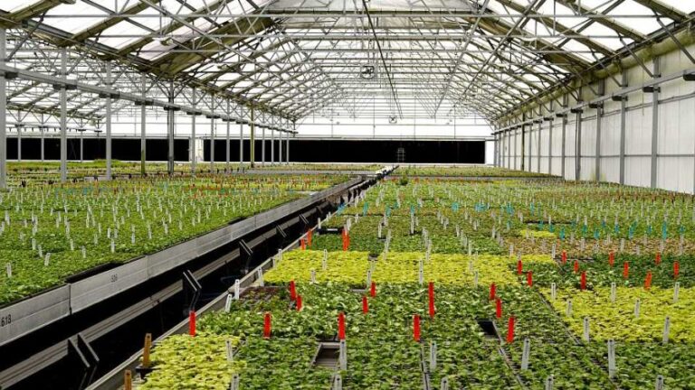 AgriStarts greenhouse gallery